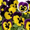 Bild von Viola P9 Grootbloemig Yellow with purple wing